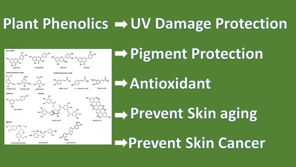 Plant Phenolics